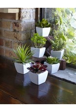 62421 Potted Succulent (6 Asst) 7"H GR/BU