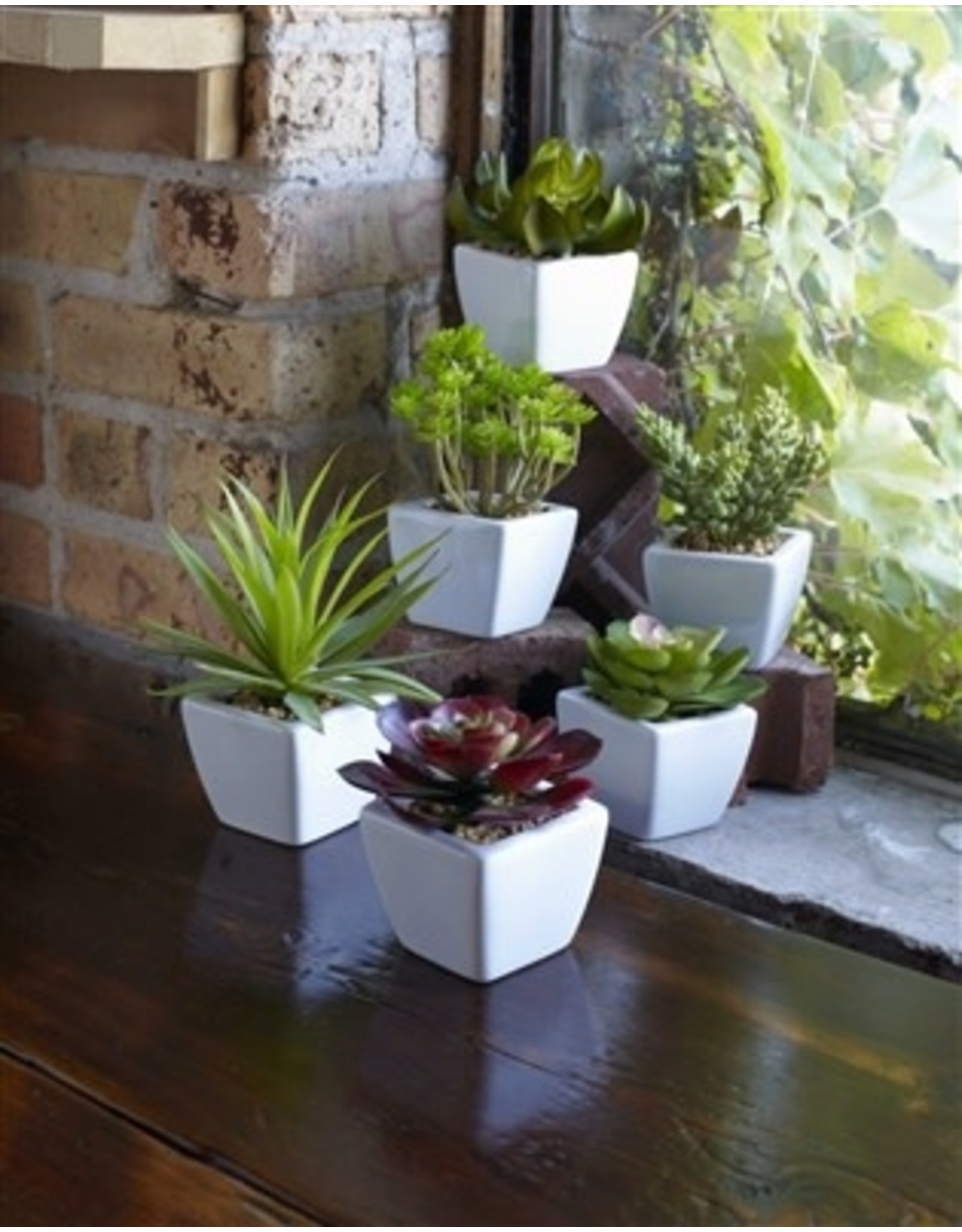 62421 Potted Succulent (6 Asst) 7"H GR/BU