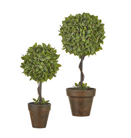 4202094 Boxwood Topiary