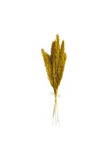 40940100 Pampas Grass Bundle