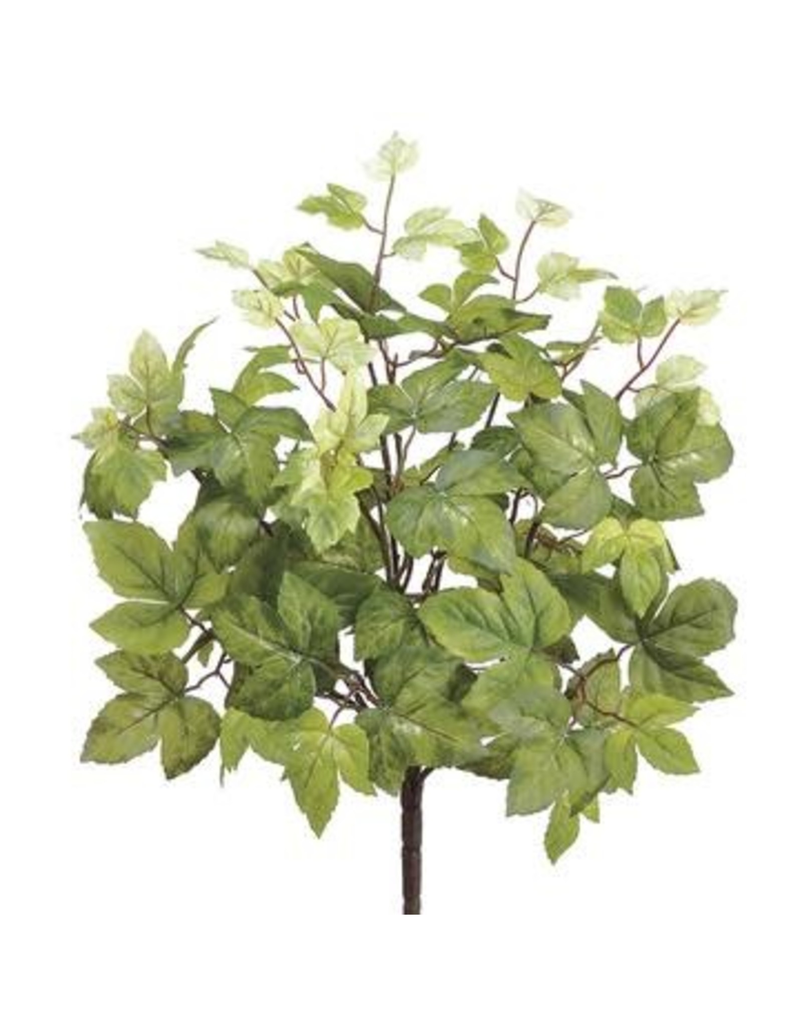 PBM392 20" Maple Leaf Bush