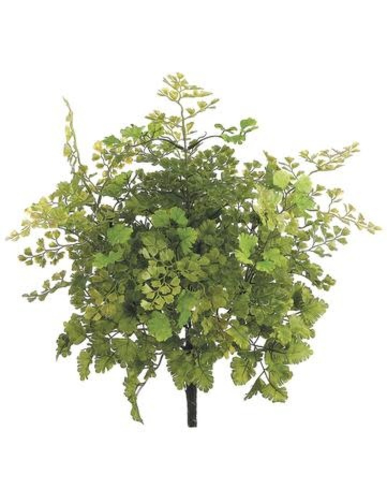 PBF532 16" Maidenhair Fern Bush