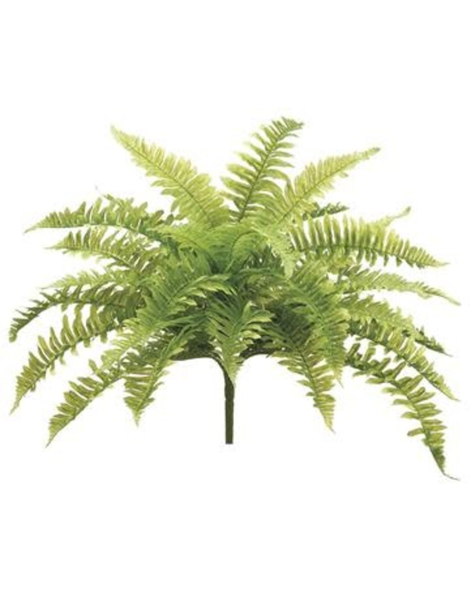 PBF423 23" Boston Fern Bush