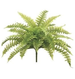 PBF423 23" Boston Fern Bush