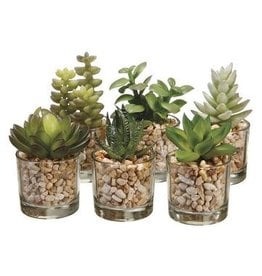 LQS346 3-4" Succulent  6 styles