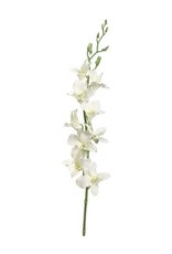 35.5"DENDROBIUM SPRAY CR