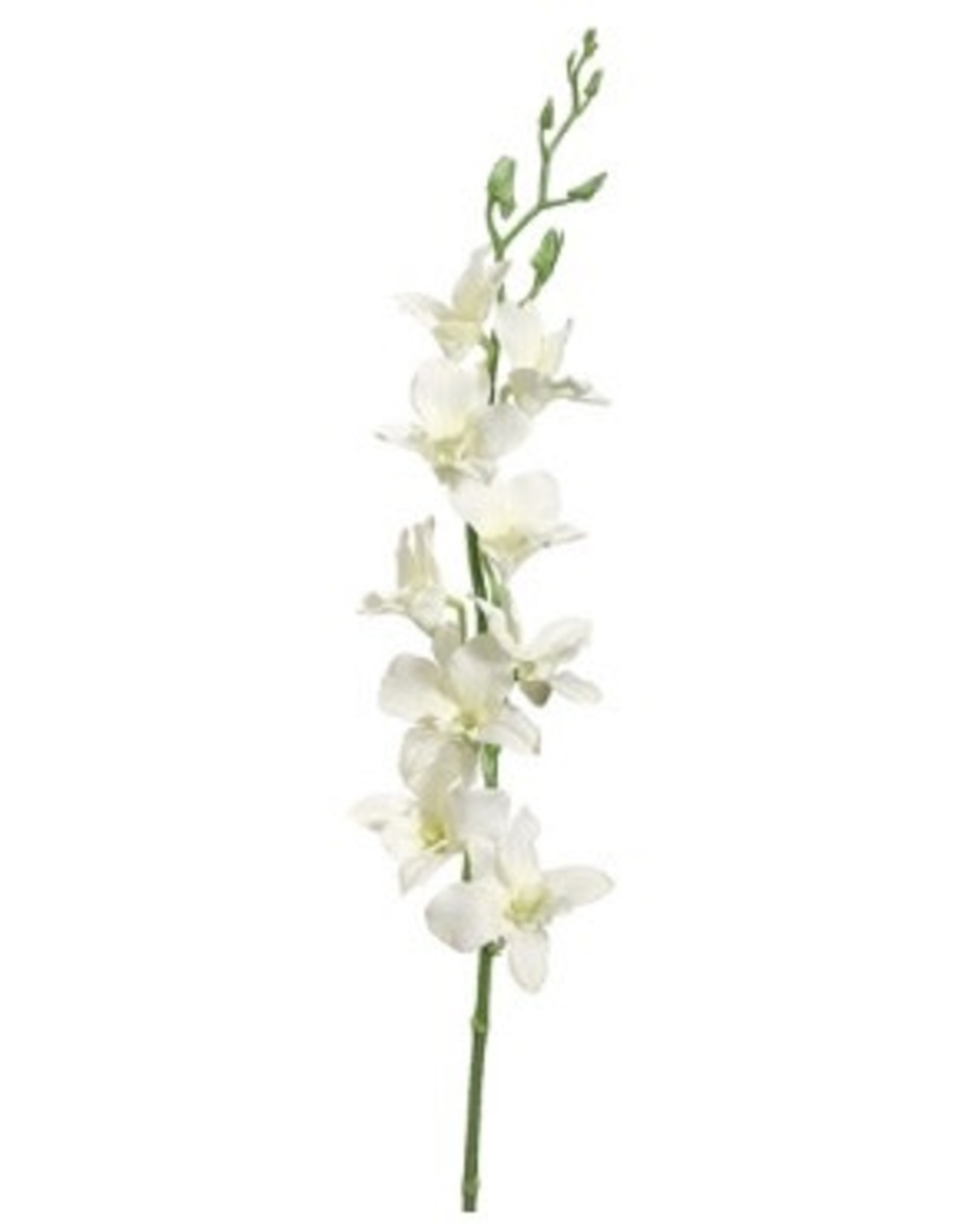 35.5"DENDROBIUM SPRAY CR