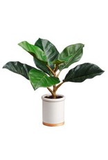 LPF101 12" King Ficus Plant in Pot