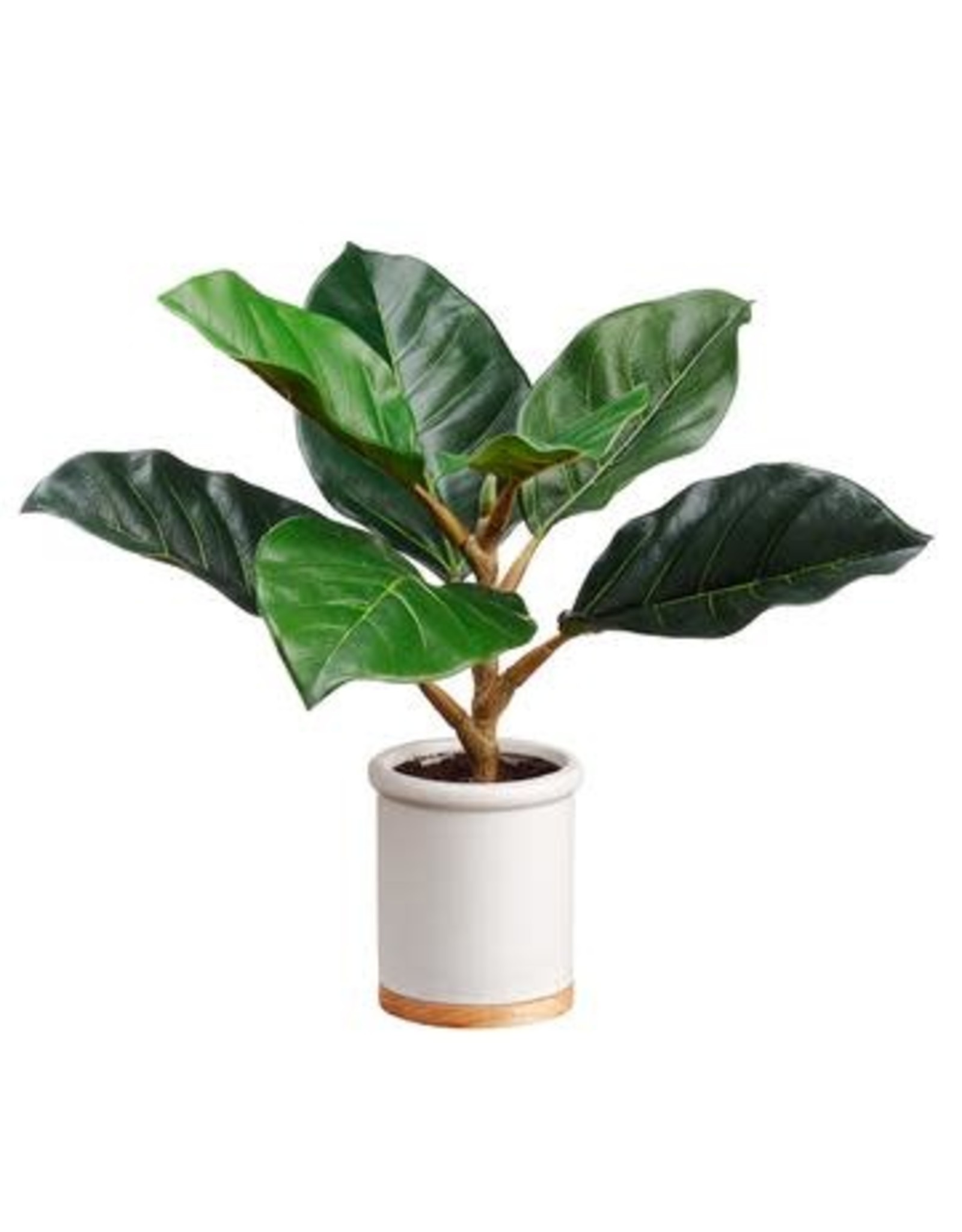 LPF101 12" King Ficus Plant in Pot