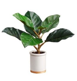 LPF101 12" King Ficus Plant in Pot