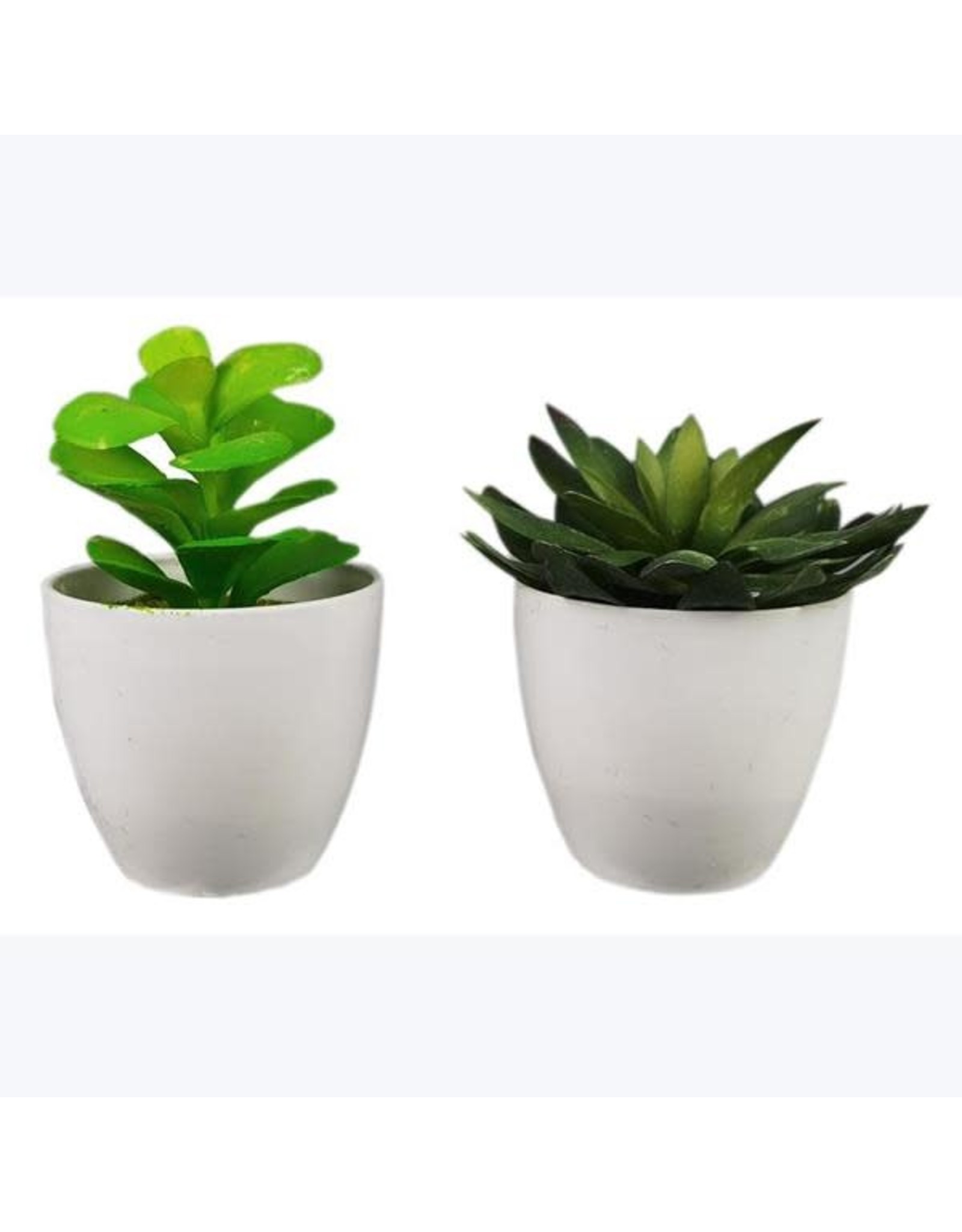 10862 Assorted Succulent 2 styles