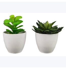 10862 Assorted Succulent 2 styles