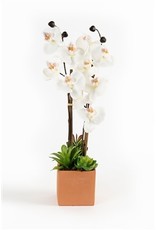 75576 20" White Orchid in Square Pot