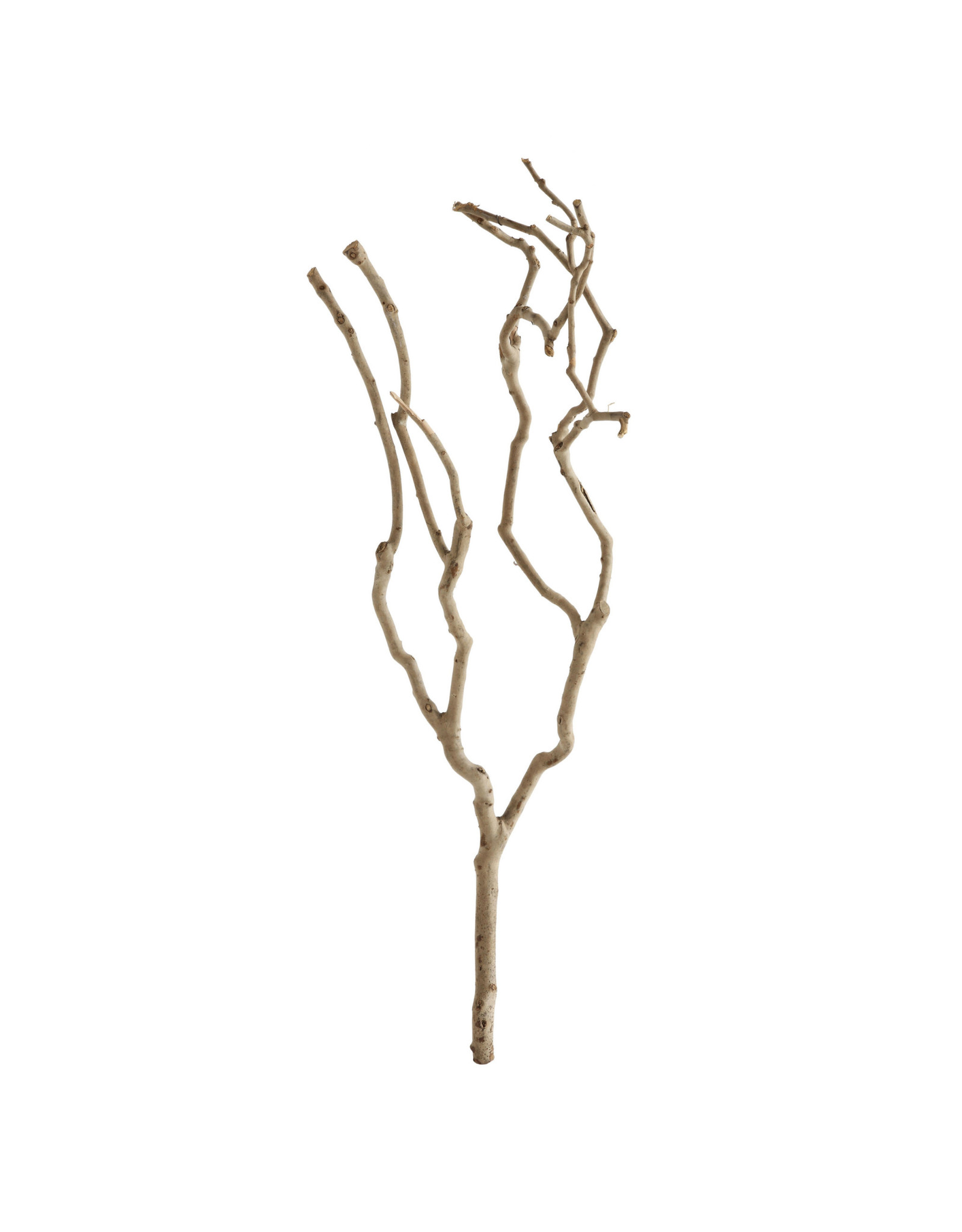 Natural Tea Tree Branch DA6715