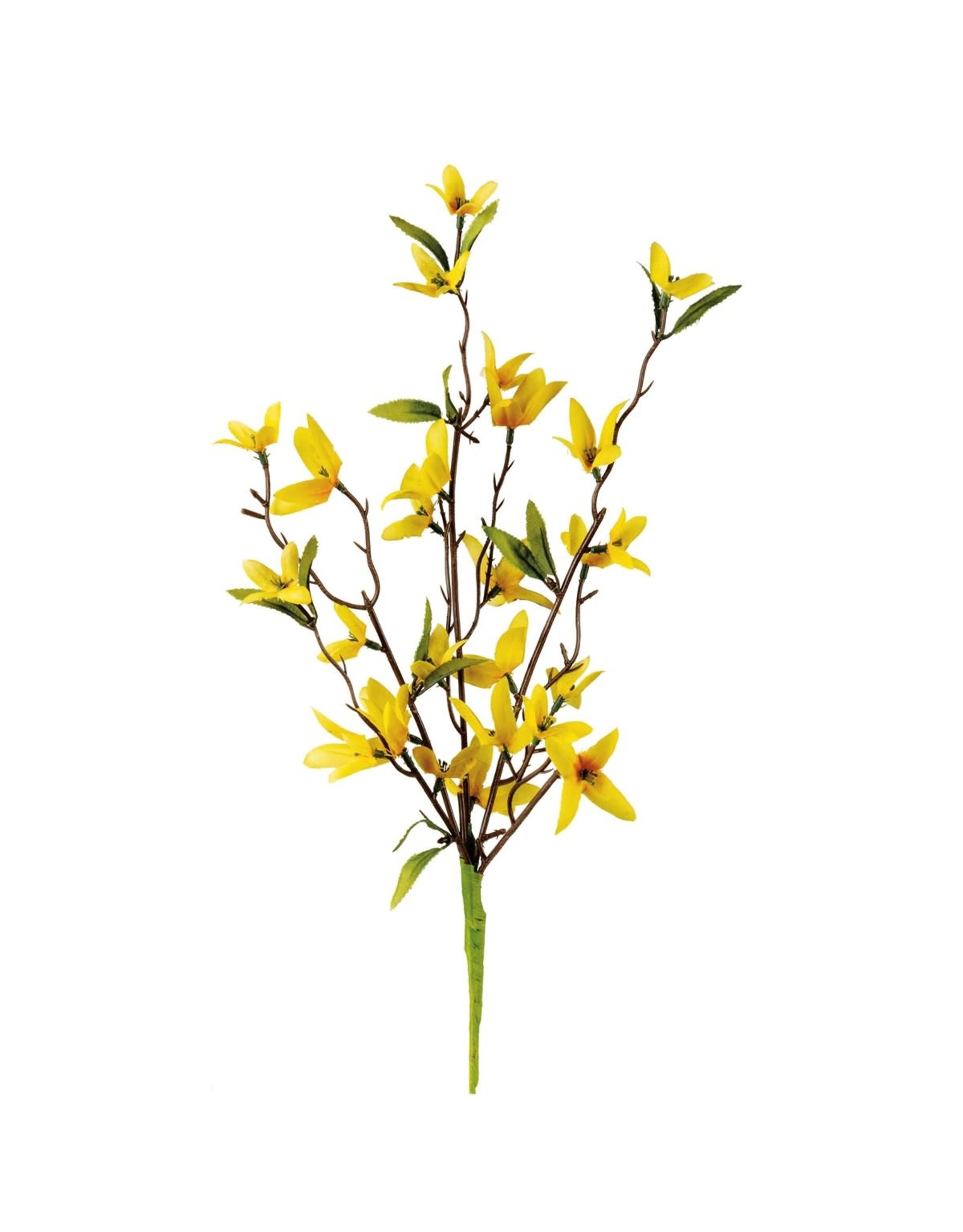 102617 Forsythia Pick