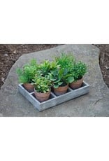 8F5853 Assorted Herbs in Tray