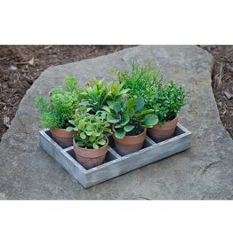 8F5853 Assorted Herbs in Tray