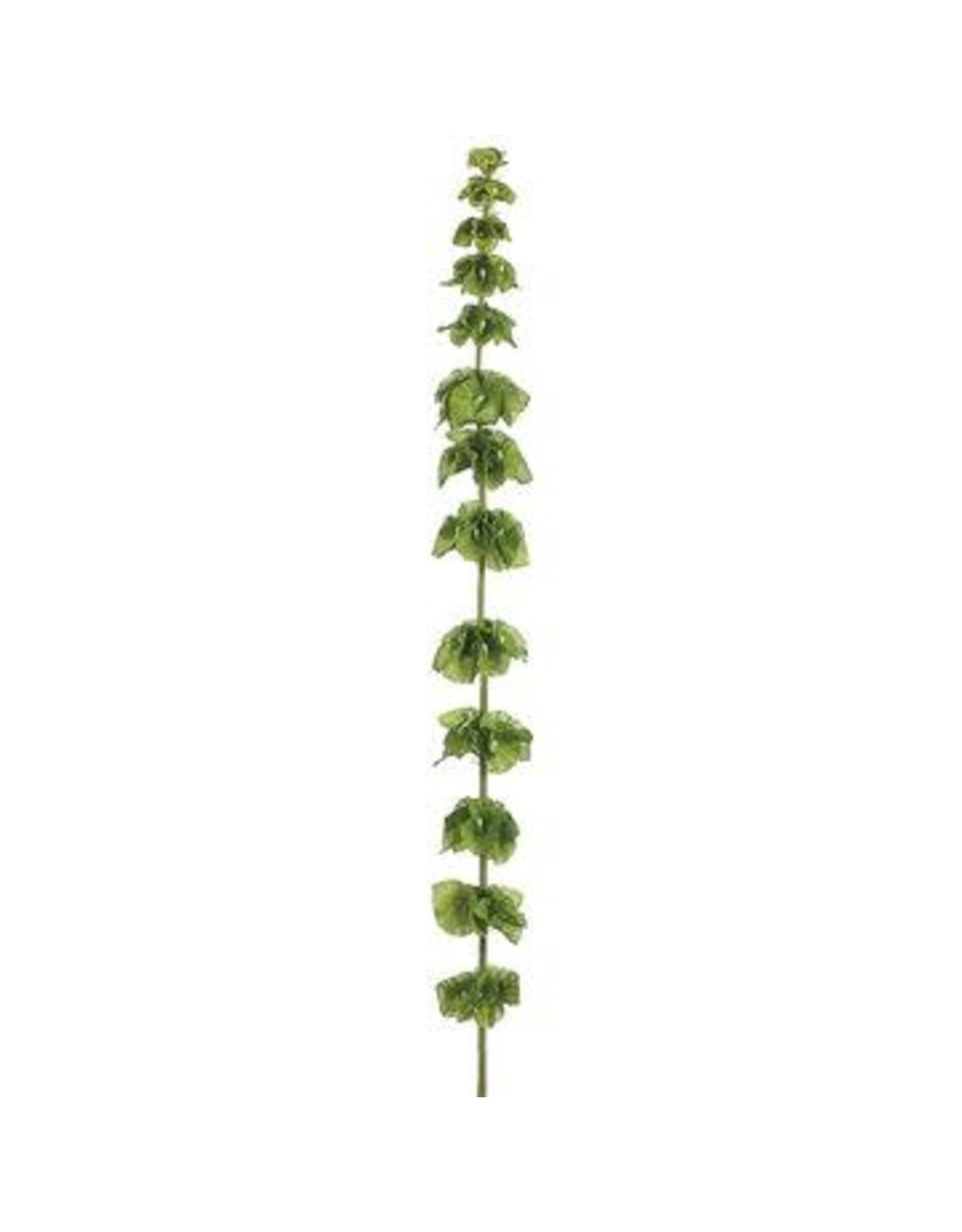 FSB418 50" Bells of Ireland Spray