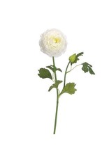 FSR167 19" Ranunculus Spray