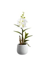 LFO086 15" Dendrobium Orchid Plant in Ceramic Pot