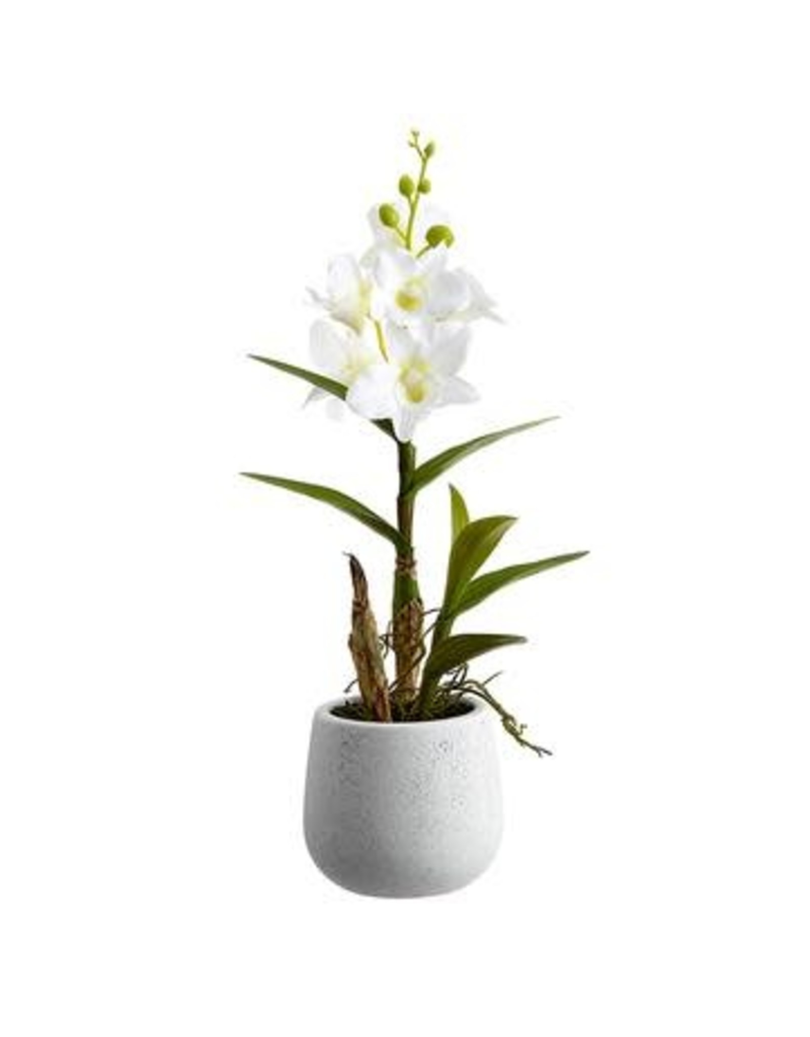 LFO086 15" Dendrobium Orchid Plant in Ceramic Pot