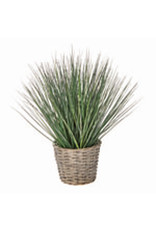 Potted Grass G13563