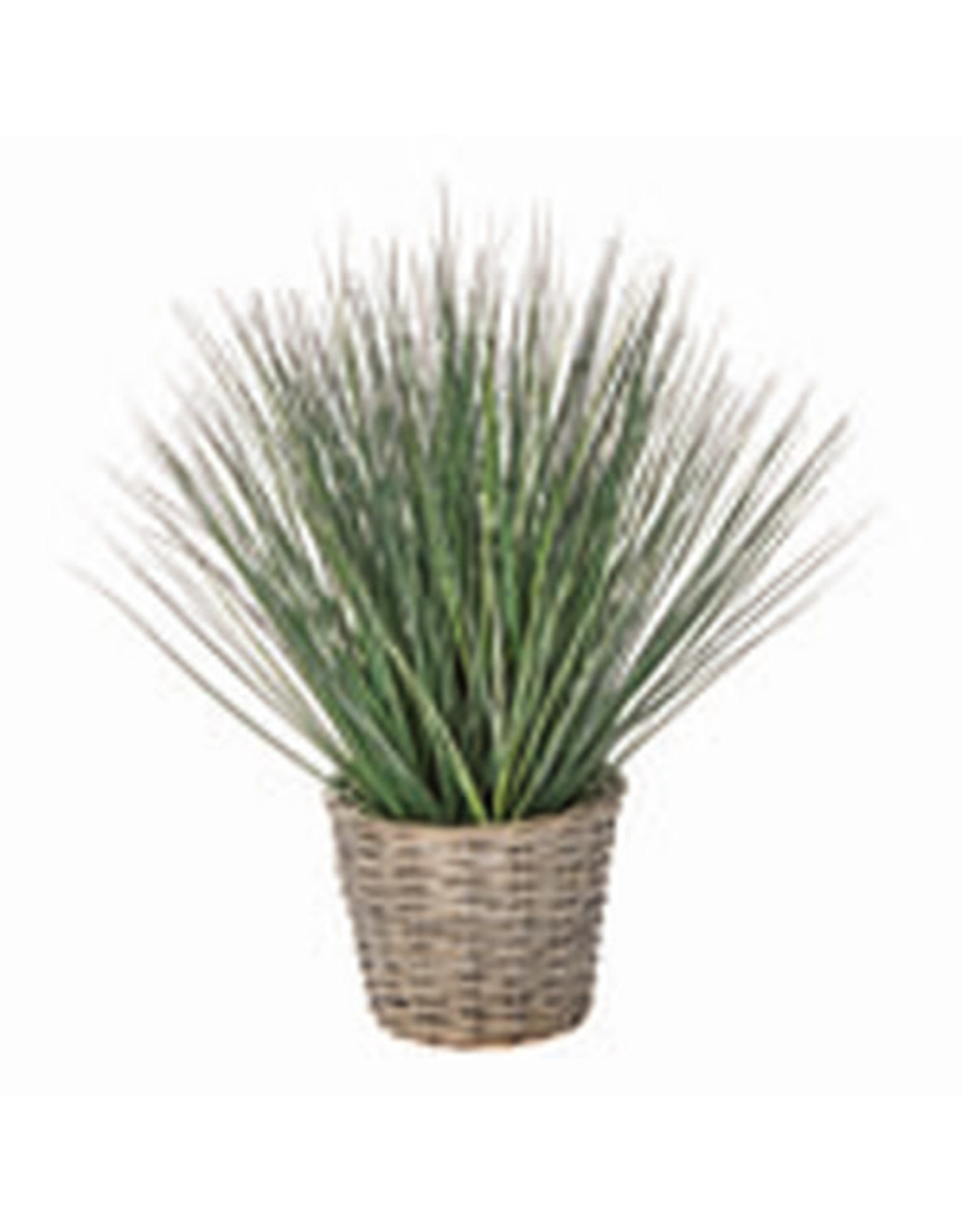 Potted Grass G13563