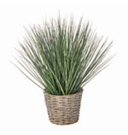 Potted Grass G13563
