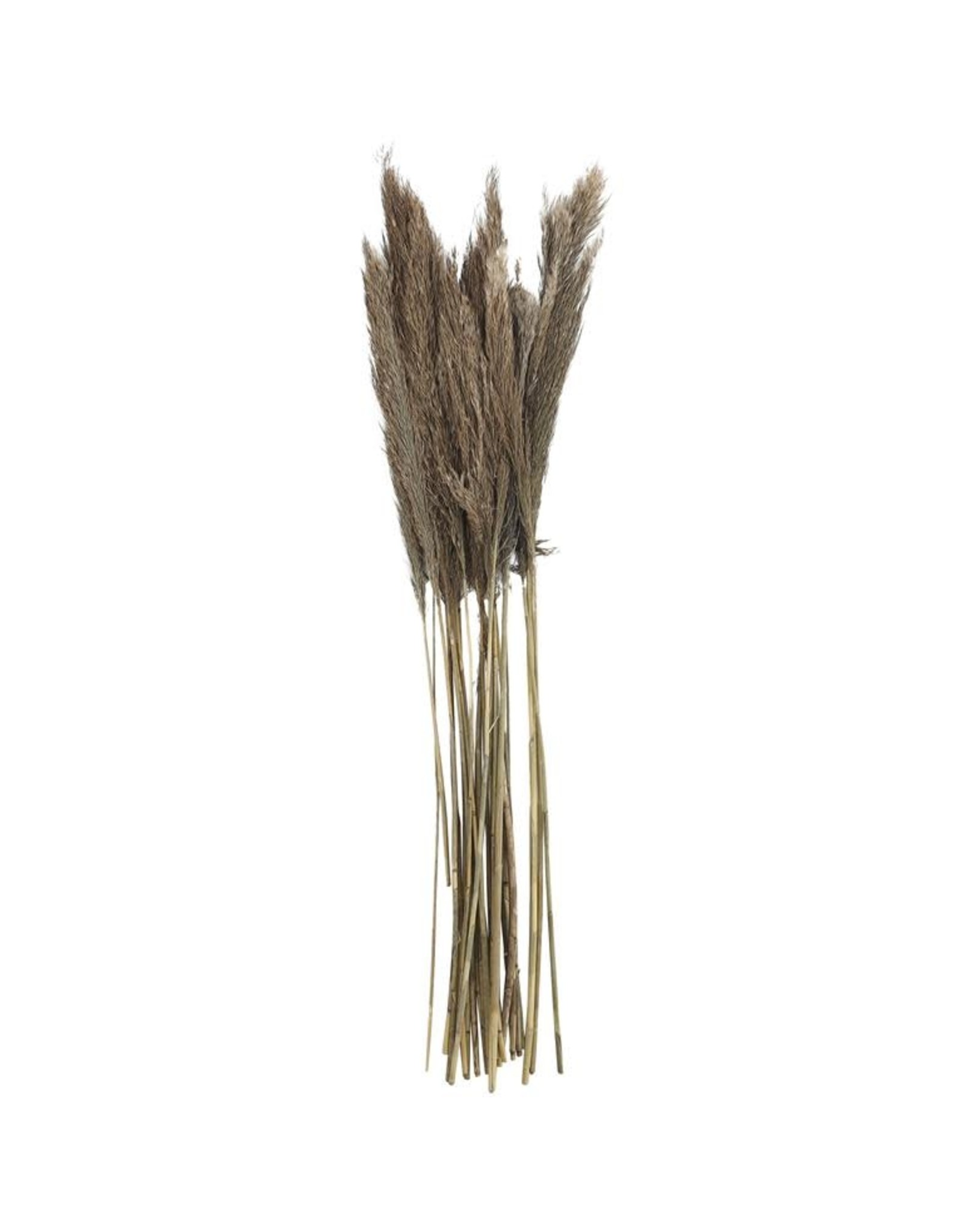 Dried Bamboo Bundle 35"H 12574