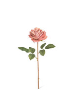 Velvet Garden Rose, Blush EBY10148