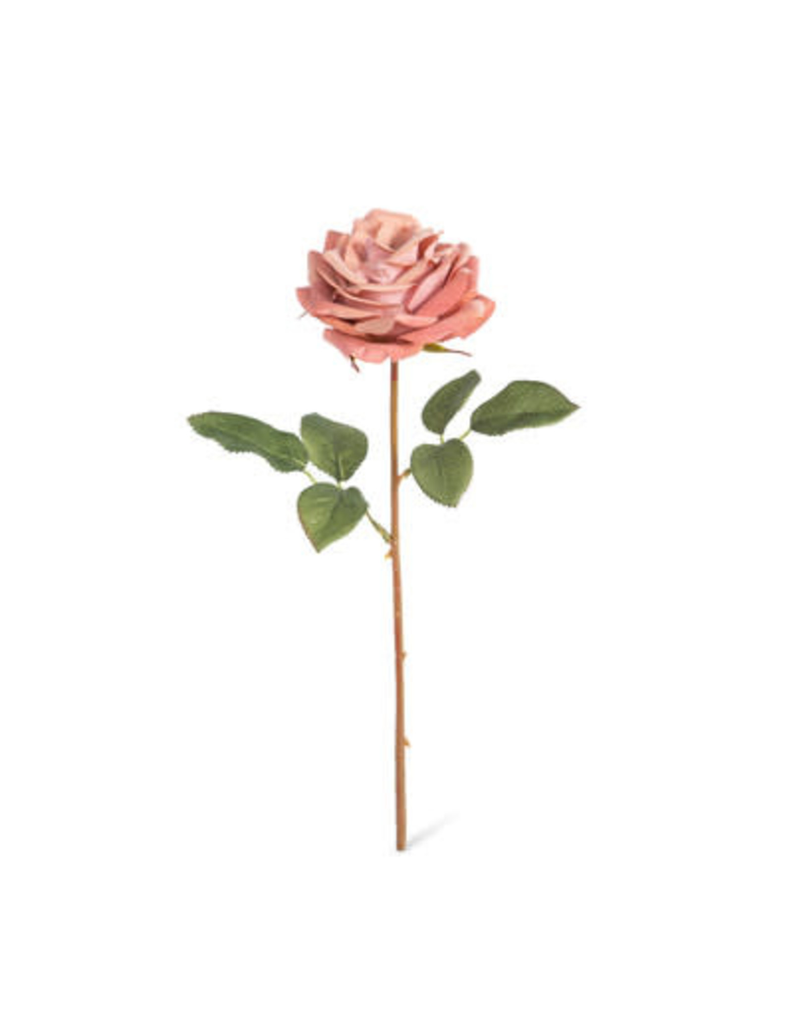 Velvet Garden Rose, Blush EBY10148