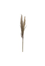 DF2581  Dried Natural Pampas Grass Bunch