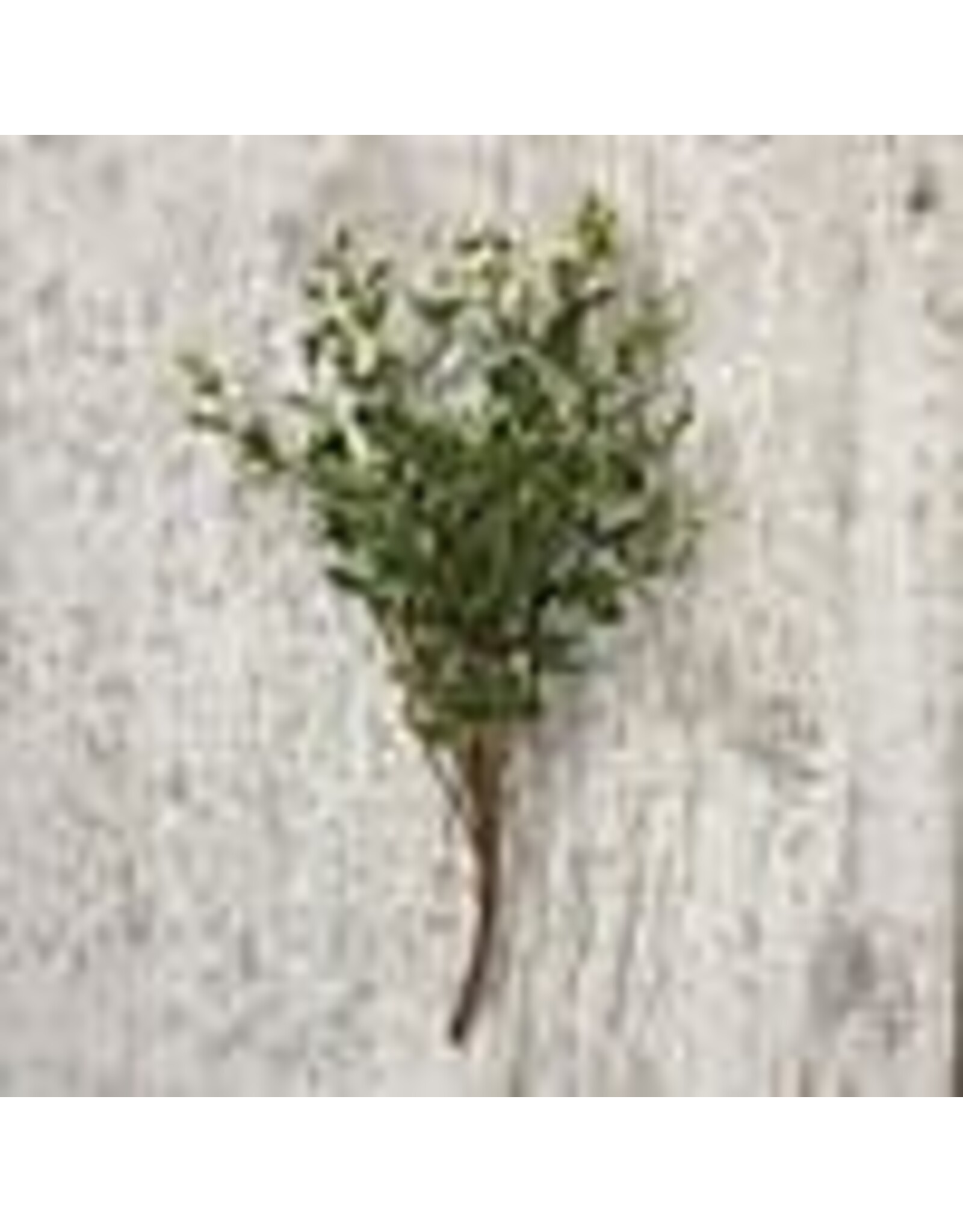 100737 Boxwood Pick 13"