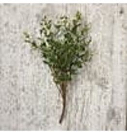 100737 Boxwood Pick 13"