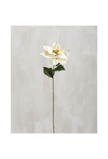 105572 White Poinsettia