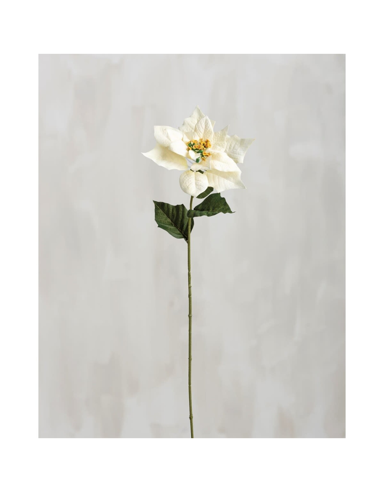 105572 White Poinsettia