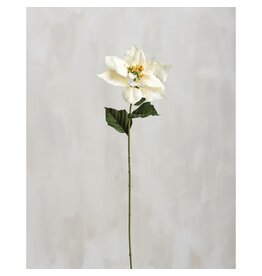 105572 White Poinsettia