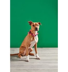 Tartan Light-Up Dog Collar with bow and light 4 Styles, each 41490025