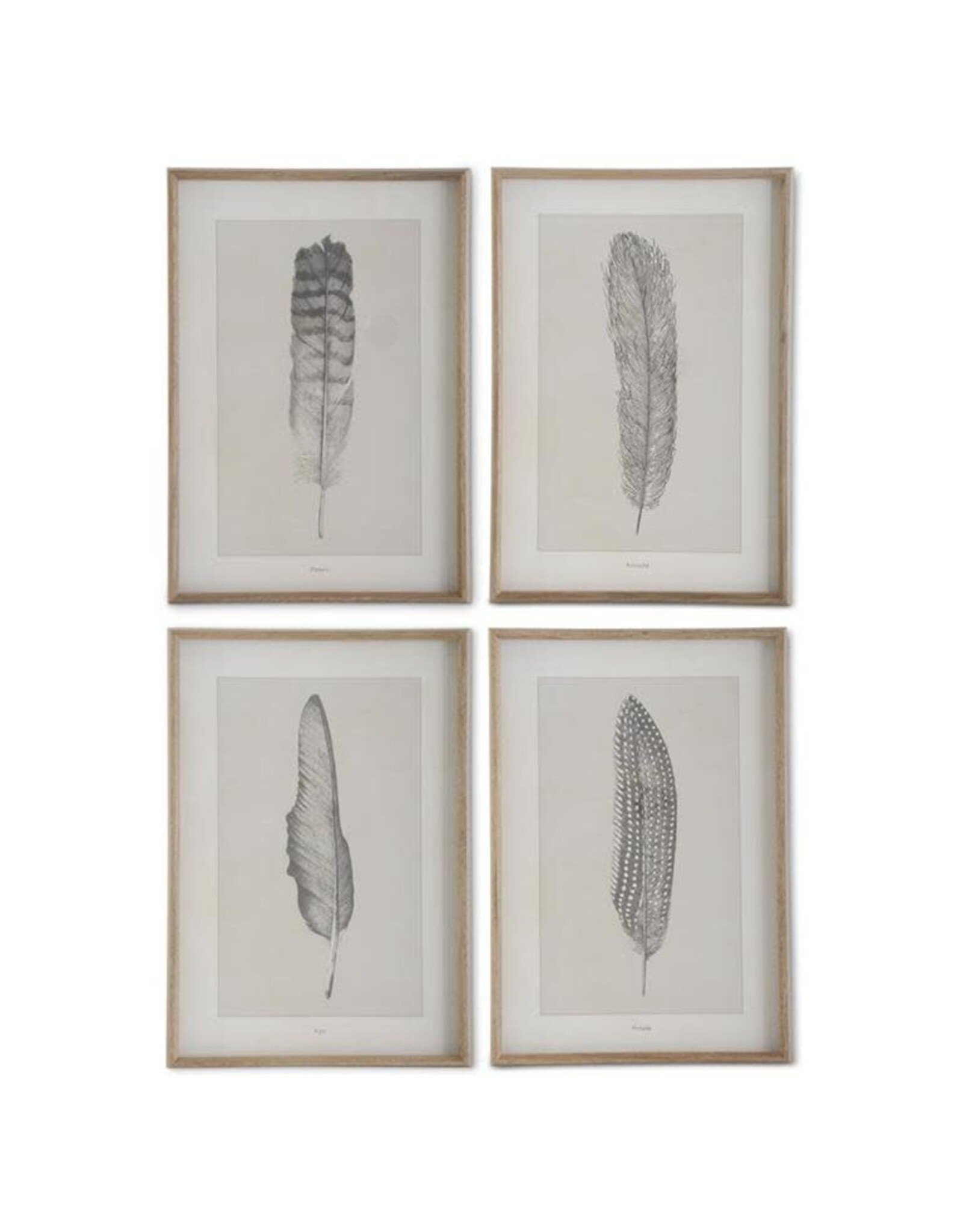 25.5 Inch Framed Feather Prints 4 Styles, each  17525A