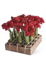 Potted Red Amaryllis 12 Assorted Each 54681A-RD
