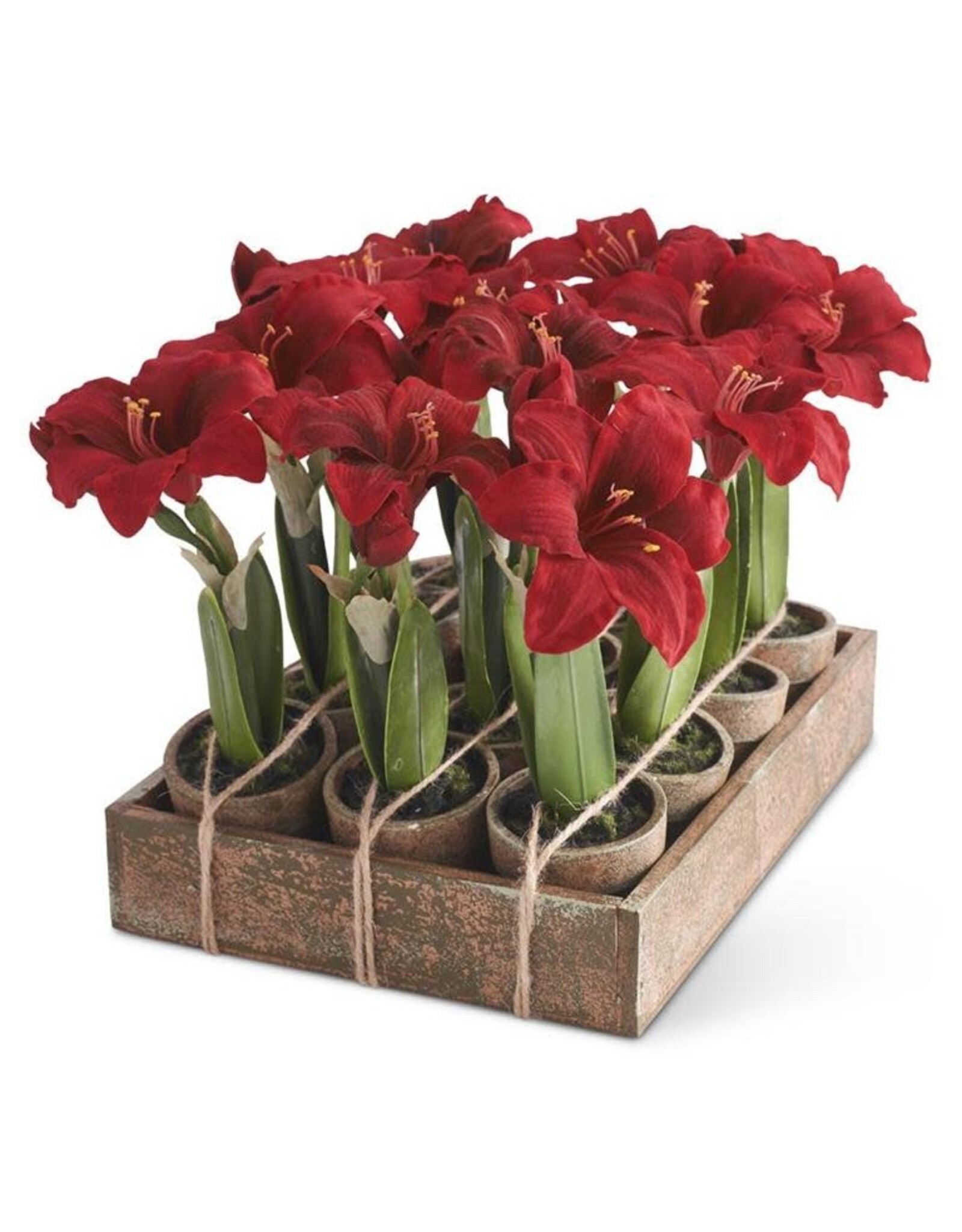 Potted Red Amaryllis 12 Assorted Each 54681A-RD