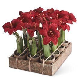 Potted Red Amaryllis 12 Assorted Each 54681A-RD