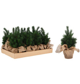 Pine Tree in Jute Pot 317910020
