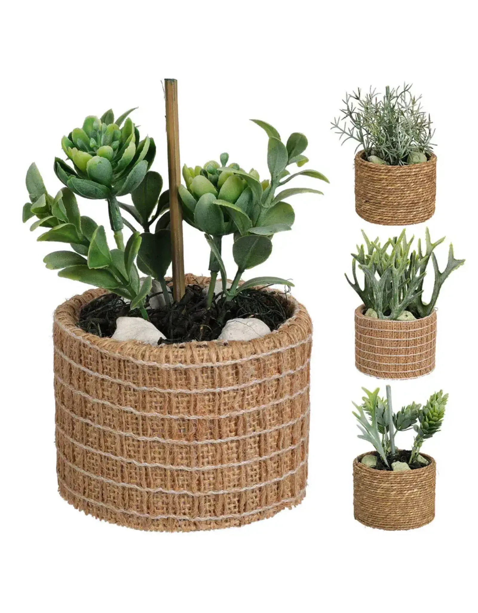 Succulent Plant in Natural Pot D22310060