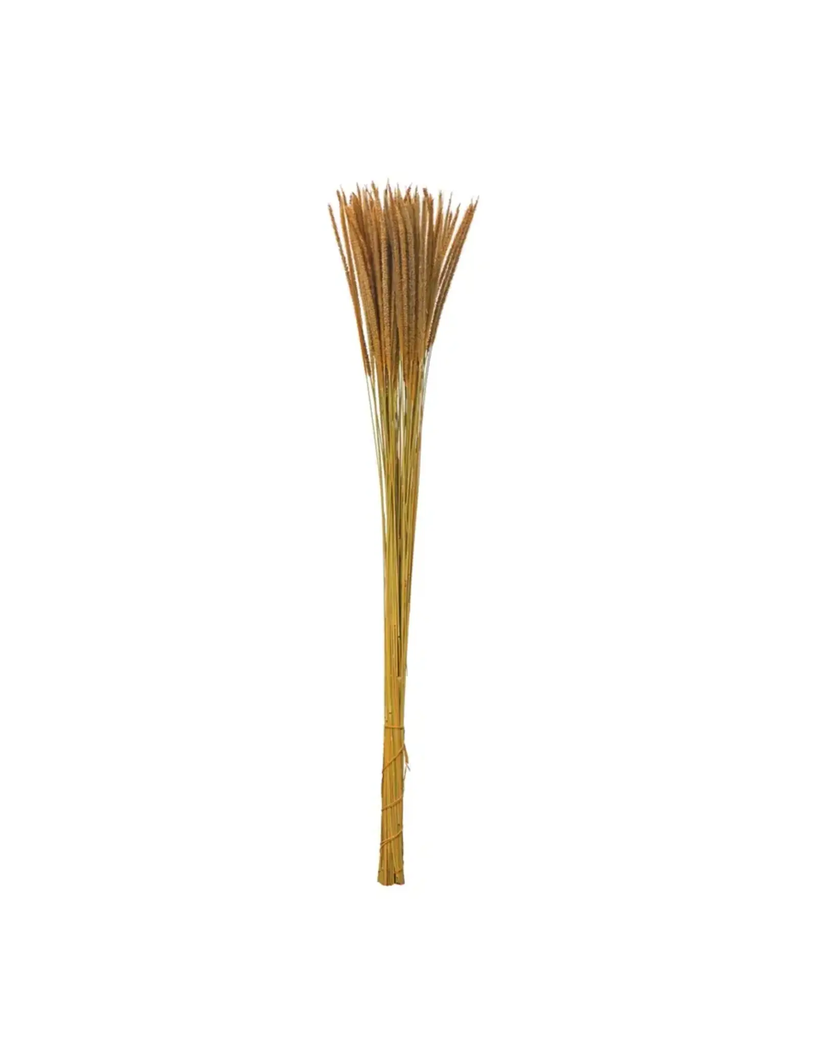 Dried nat Goldenrod Bunch DF7078