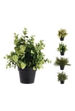 Plant in Black Pot 317003100