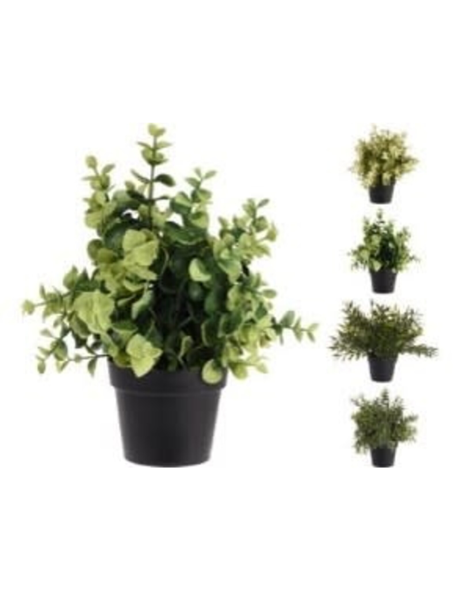 Plant in Black Pot 317003100
