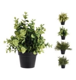 Plant in Black Pot 317003100