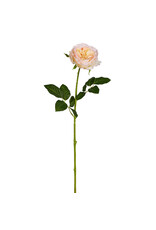 25" Peach Rose Stem F4512810