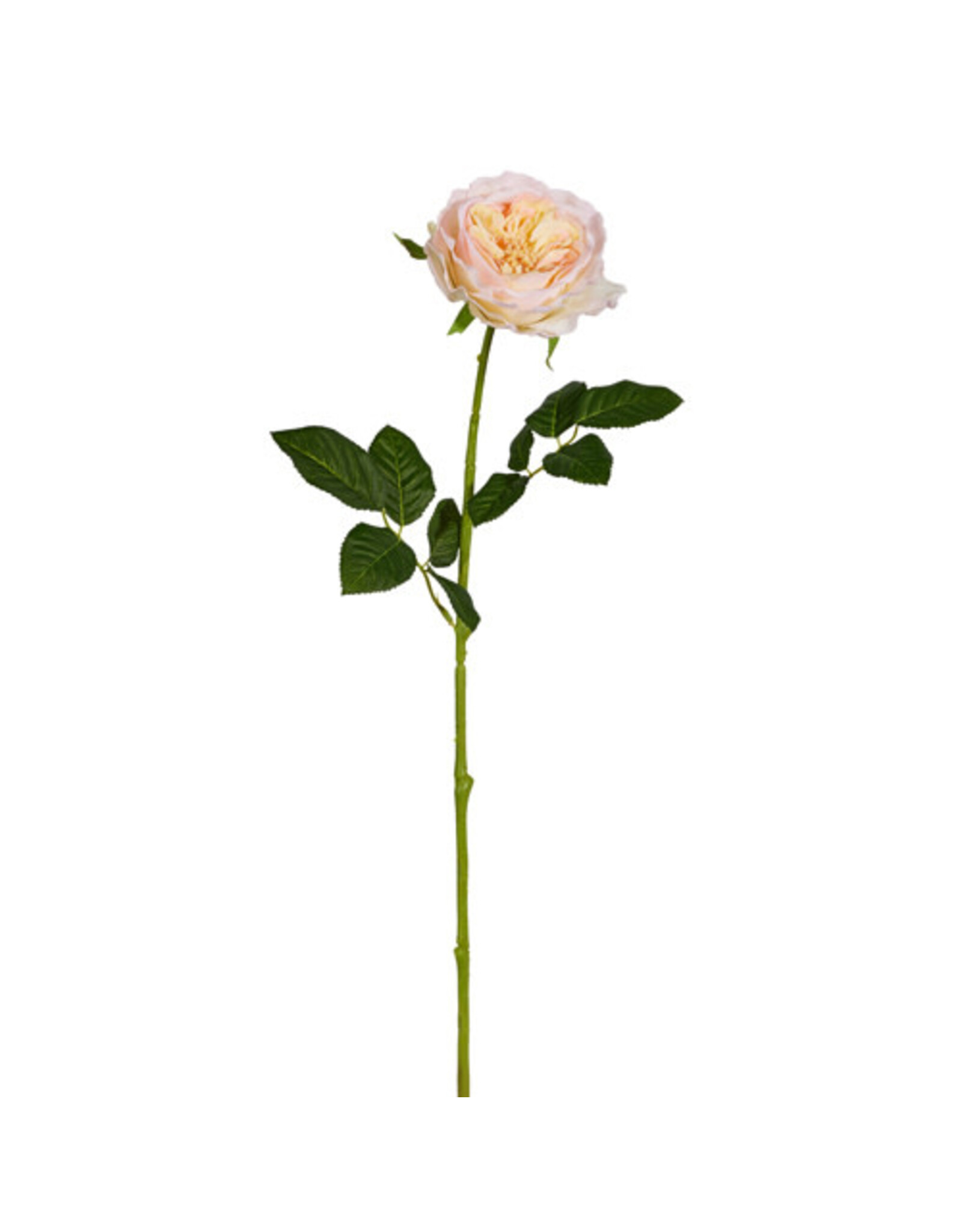 25" Peach Rose Stem F4512810